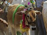 Third world war will start over cow: MP govt official