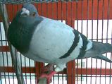Pathankot: Pigeon with 'message' for PM taken into 'custody'