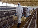 Bird flu scare: 600 birds culled near Ballari