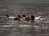 One lakh ducks to be culled in Kerala: Minister