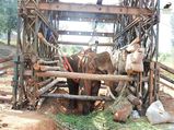  Injured elephant 'Sidda' dies of apathy, multiple injuries