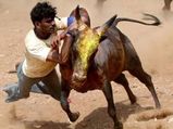 Why are gau-rakshaks supporting Jallikattu?