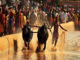 Karnataka cabinet resolves to legalise Kambala