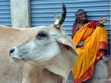 Dogs eat up old woman, who went missing from MP hospital