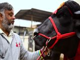 Super bull or Vicky Donor? Yuvraj, father of 1.5 lakh calves is worth Rs 9 crore! 