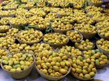 This Goan uses ‘power of mango’ to motivate youth to become self-employed