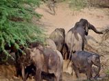 Elephant census: Through resource person's lens