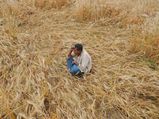 MP crisis: Despite bumper crop, a farmer died every 5 hours in 2016-17