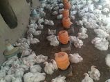 GST fallout: Chicken goes off the shelf in Kerala as traders go on strike