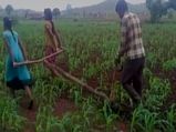 Madhya Pradesh: Due to financial crisis, farmer forced to use daughters to plough field