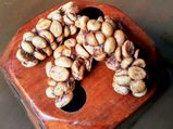 Production of world's most expensive coffee begins in Coorg