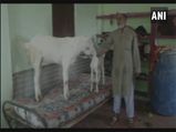 Goats get special treatment ahead of sacrifice