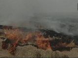 NGT pulls up Punjab Govt over stubble burning