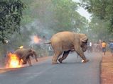 Hell is here: Burning elephant photo wins award