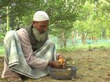 World famous Darjeeling oranges could face stiff competition from North Dinajpur oranges