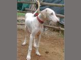 Karnataka’s Mudhol Hound becomes first ‘desi’ dog to join Indian Army