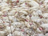 Outbreak of bird flu confirmed in eastern part of Bengaluru