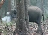 Smoking elephant: Why did the jumbo decide to take a puff