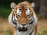 Kanha tiger in good health says Odisha minister