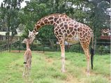 Karnataka: Revival plan gets underway for small zoos 