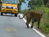 Elevated corridor through Bandipur forest: Activists to protest central government proposal 
