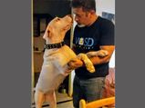 I'm good at taking care of dogs than what I am trained for', says cynophilist