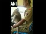 Video of langur driving KSRTC bus, driver suspended