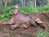 Elephant Death: Karnataka mulls shifting jumbo camps from forests