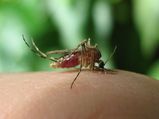 2 persons, who tested positive for Zika, die in MP, 109 affected in state