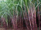 'Bitter truth' of sugarcane in Karnataka