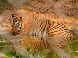 MM Hills set to become Karnataka’s sixth Tiger Reserve