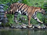 12-year-old tiger killed, eaten by another at Kanha Tiger Reserve
