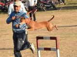 West Bengal: Rescued stray dog becomes top member of elite sniffer club