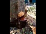 Video: Local people surprised to see water coming out of tree trunk in Karnataka