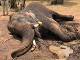 RIP Drona, you gentle, magnificent, intelligent elephant