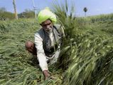 Loan availability among needs of the Punjab voter