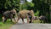 Human-elephant conflict claims 403 lives in 5 years; escalates to a new high in West Bengal