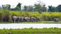  West Bengal: Three elephants die of electrocution