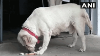 MP: Owner behind bars for murders, Cops take care of pet dog