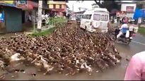 Watch how Traffic comes to halt in Kerala as 'disciplined' flock of ducks cross road