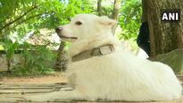 Pet dog abandoned for 'illicit relationship' 