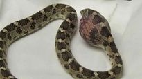 Rare egg eating snake spotted for first time
