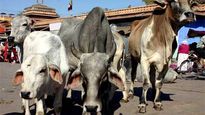Over 50 cows die in flooded gaushala in MP's Rajgarh