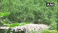Bengaluru: Quintals of dead fish found floating in Whitefield Sheelavantanakere lake