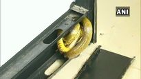 Bengaluru: Rat snake found in a photocopy machine at Jayanagar police station