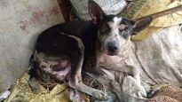 WB: Pregnant dog burnt alive along with her 2 puppies in Burdwan