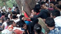 Mystery of “magical Mahua healer tree” in Madhya Pradesh jungle