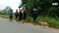 True devotee! Stray dog walks 480 km following 13 devotees to Sabarimala 