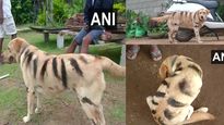 Karnataka farmers paint dogs to look like tiger to protect crops