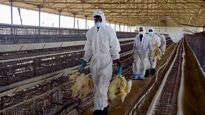 Bird flu confirmed in dead crows in MP's Agar Malwa; govt asks bordering districts to be vigilant